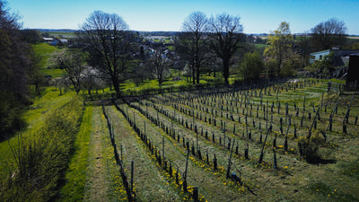 Vineyard