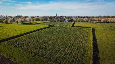 Vineyard