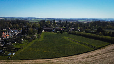 Vineyard