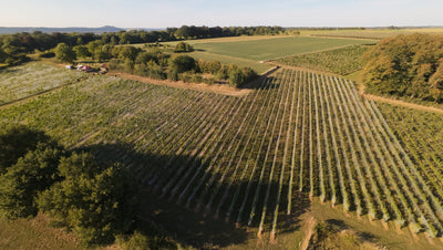 Vineyard